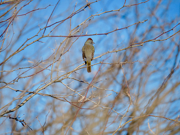 Green-tailed Towhee; Arizona