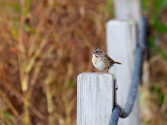 Swamp Sparrow; Horicon NWR, WI; October