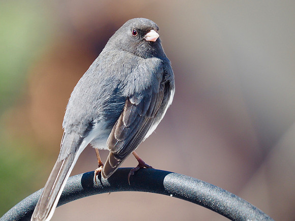 Dark-eyed Junco