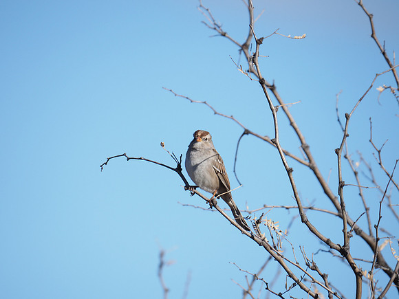 Vesper Sparrow