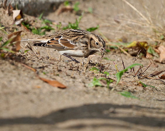 Lapland Longspur, McKinley Beach, late October.