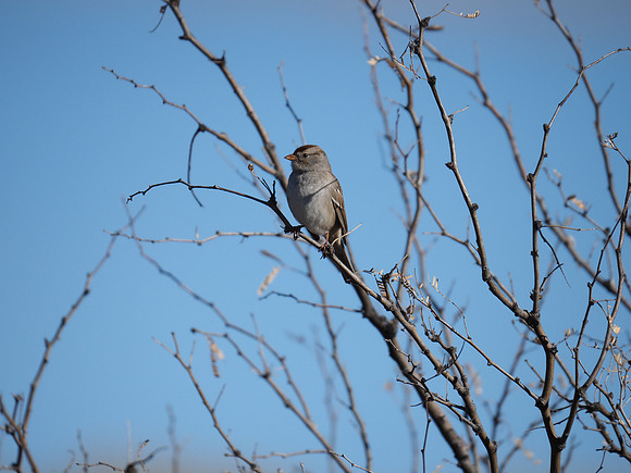Vesper Sparrow; Arizona