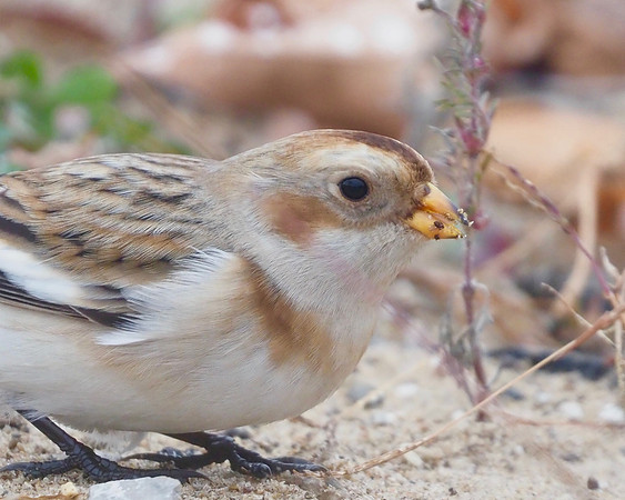 Snow Bunting; McKinley Beach; September