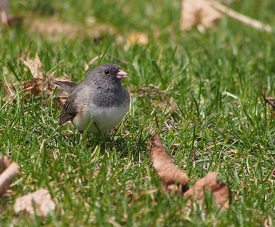 Dark-eyed Junco; Whitefish Bay, WI; April