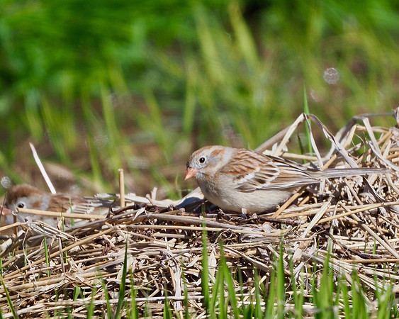 Field Sparrow