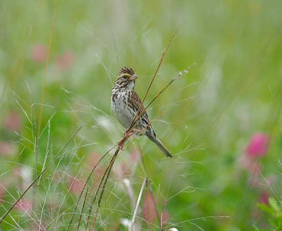 Savannah Sparrow; Havenwoods State Forest, Milwaukee, WI; June