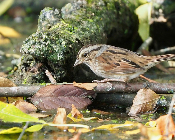 Nelson's Sparrow, female