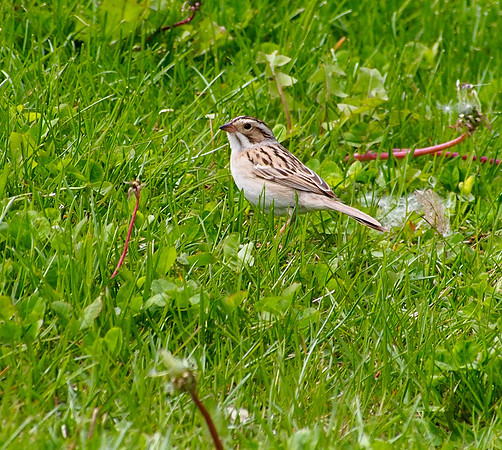 Clay-colored Sparrow; Lake Park, Milwaukee, WI; May