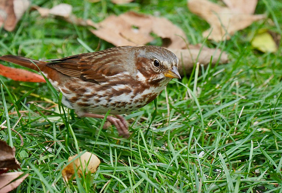 Fox Sparrow scratching with both feet.