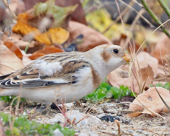 Eating the grass seeds.