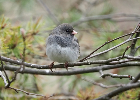 Dark-eyed Junco