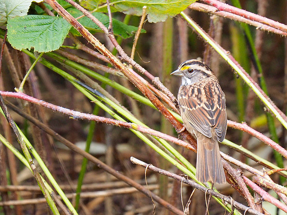 White-throated Sparrow; Schlitz Audubon Nature Center, Milwaukee, WI; October