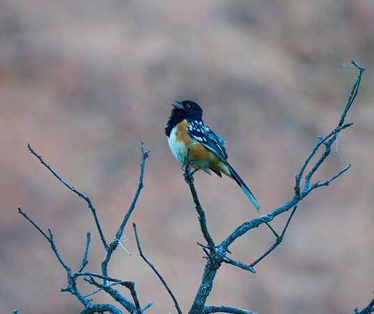 Spotted Towhee; Garden of the Gods, Colorado Springs, CO; June