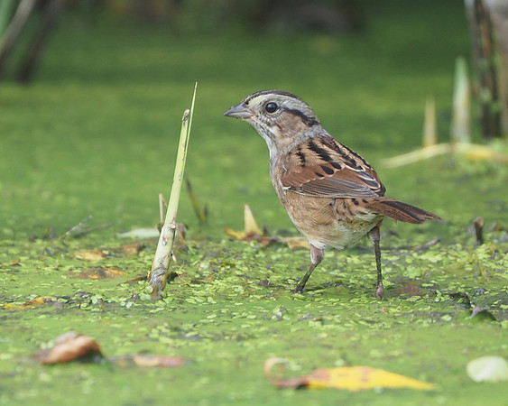 Nelson's Sparrow