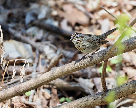 Lincoln's Sparrow