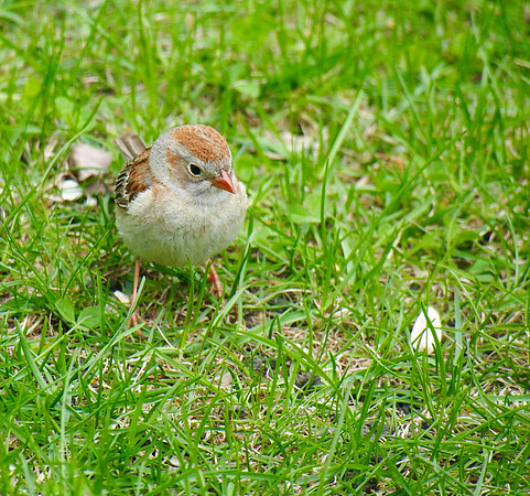 Field Sparrow; Whitefish Bay, WI; May