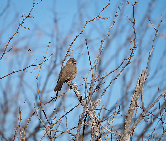 Abert's Towhee