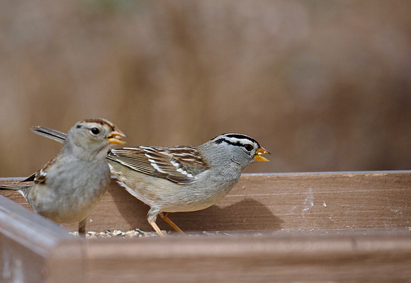 White-crowned Sparrows