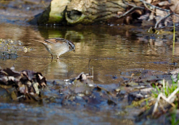 Swamp Sparrow, Lake Park, Milwaukee, WI; April