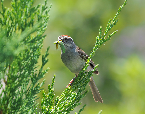Chipping Sparrow bringing dinner
