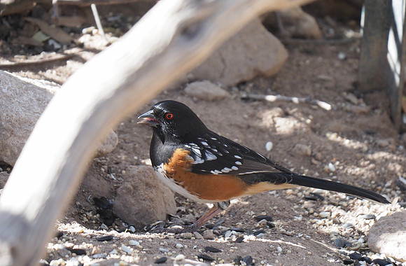 Spotted Towhee