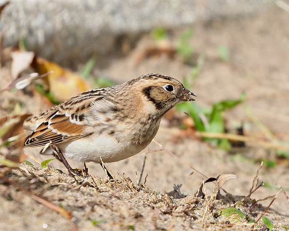 Lapland Longspur.