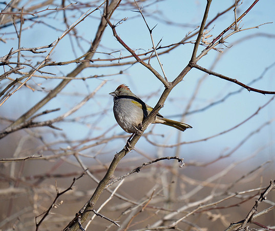 Green-tailed Towhee