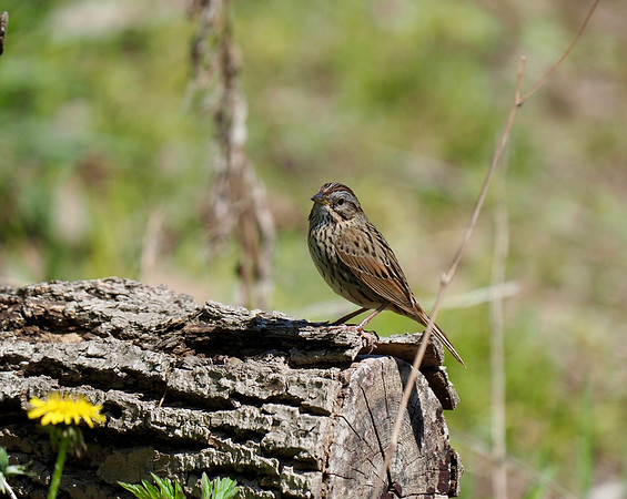 Lincoln's Sparrow