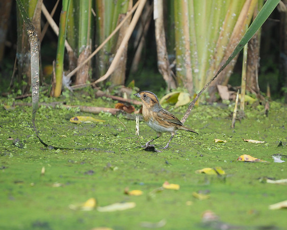 Nelson's Sparrow; Veterans Park, Milwaukee, WI; September