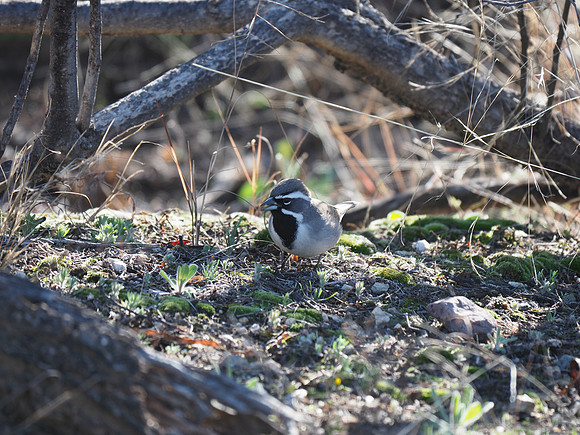 Black-throated Sparrow