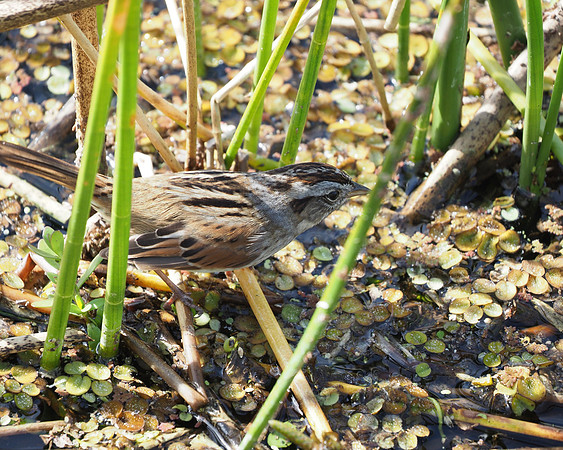 Swamp Sparrow at Celery Fields.