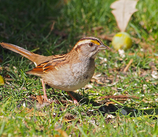 White-throated Sparrow; Whitefish Bay, WI; October