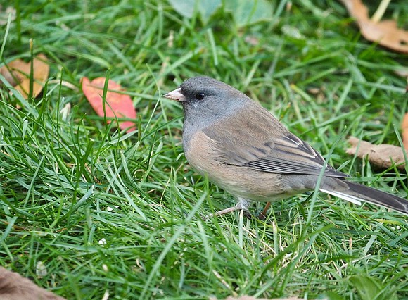 Dark-eyed Junco, female;  Whitefish Bay, WI; October