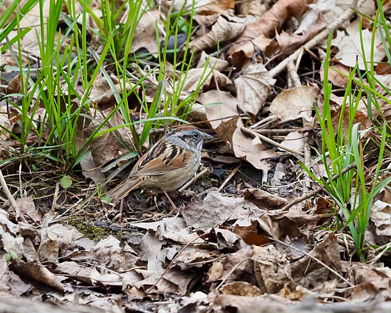 Swamp Sparrow