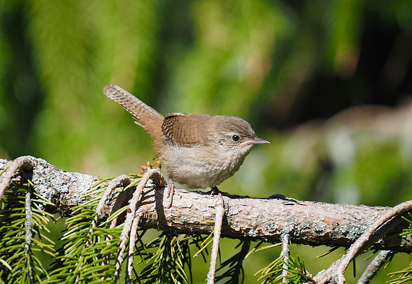 House Wren; Lake Park, Milwaukee, WI; September