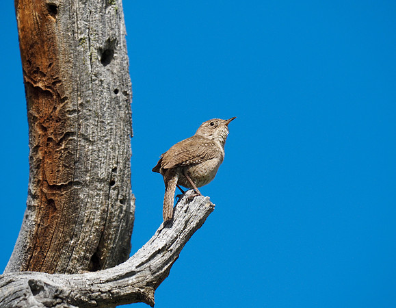 House Wren; Rocky Mountain National Park, CO; June