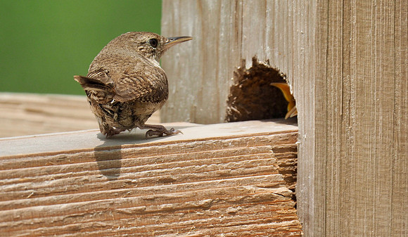 Chicks in the fence nest