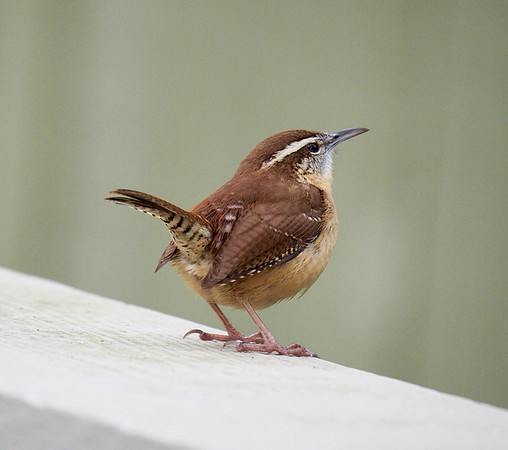 Carolina Wren; Kiawah Is., SC; February