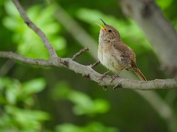 House Wren; Whitefish Bay, WI; July