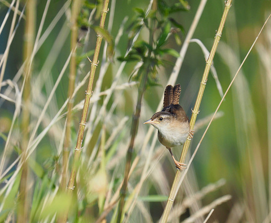 Marsh Wren; Horicon NWR; September