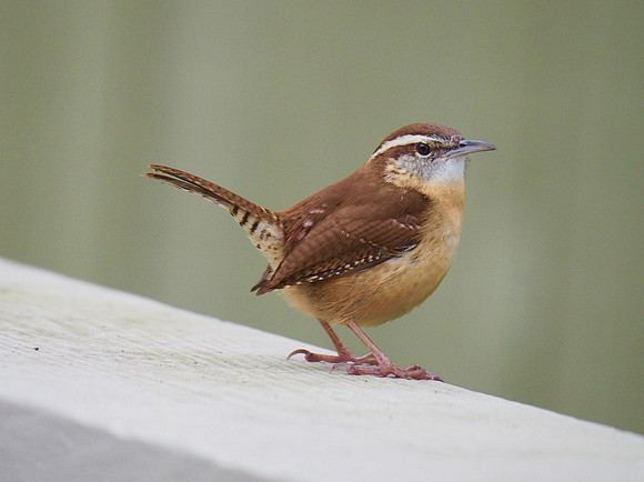 Carolina Wren; Kiawah Is., SC; February