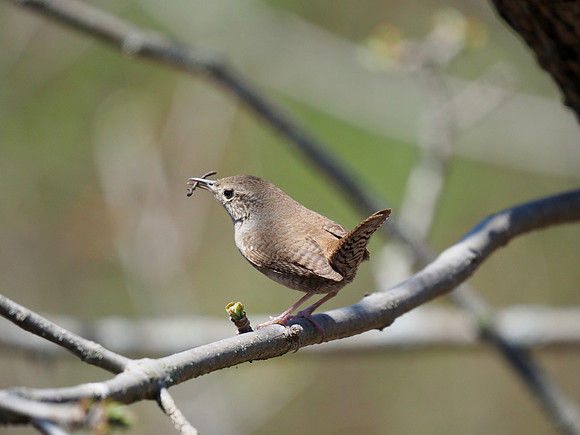 House wren