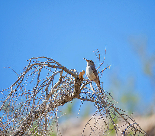 Rock Wren; Arizona
