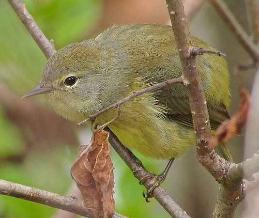 Orange-crowned Warbler; Lake Park, Milwaukee, WI; May