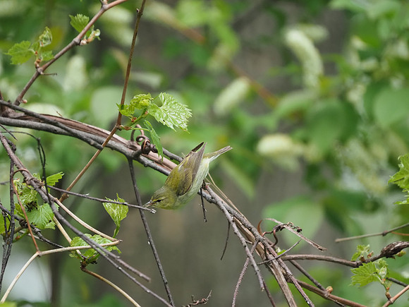 Tennessee Warbler