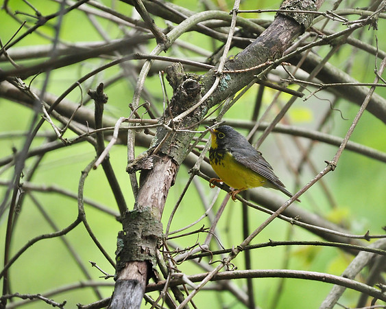 Canada Warbler