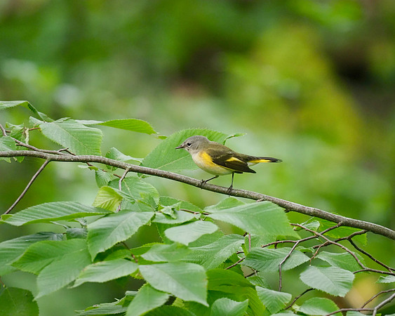 American Redstart, September.