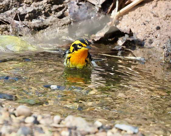 Taking a dip.