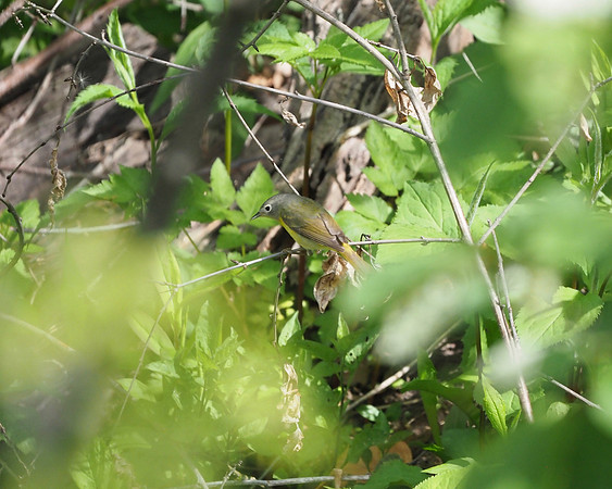 Nashville Warbler