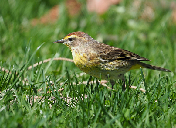 Palm Warbler; Lake Park, Milwaukee, WI; May